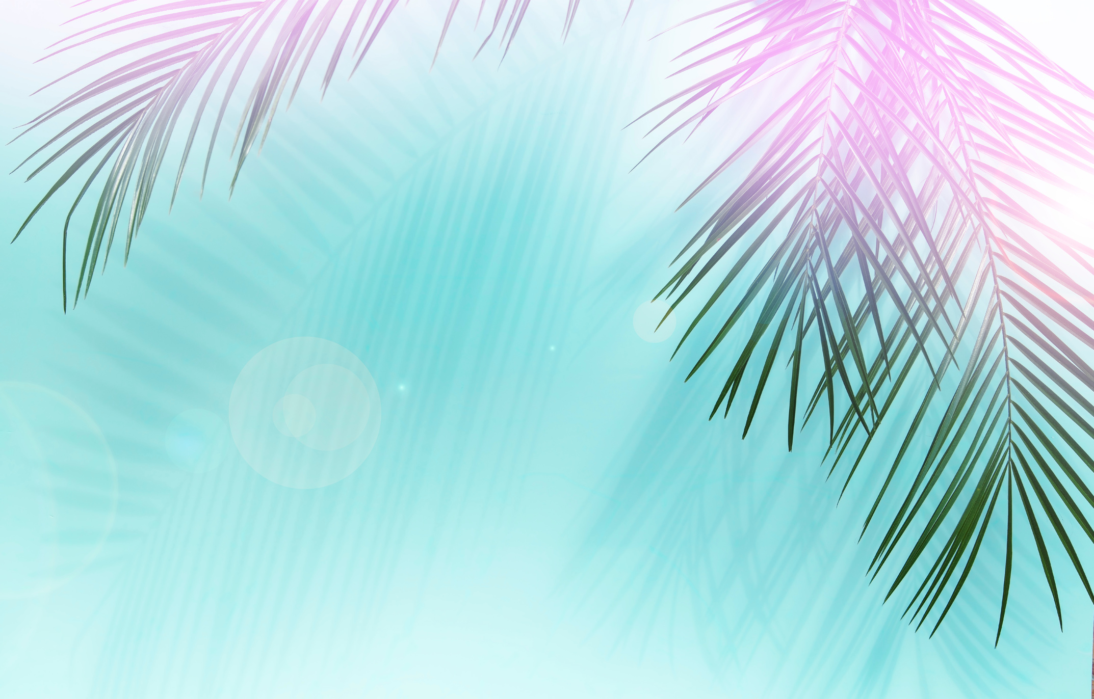 Palm leaves